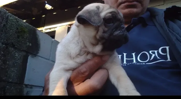 Pug macho 