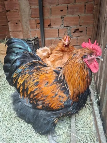Galo Orpignton
