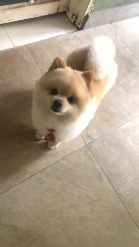 Spitz alemão