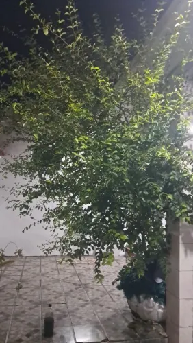PÉ DE ACEROLA
