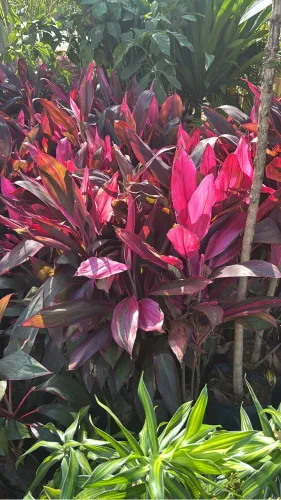 Dracena cordeline