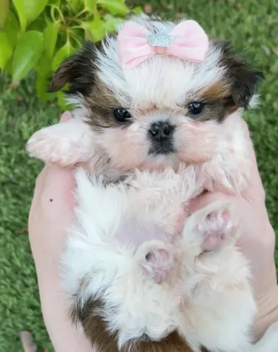 Filhotes de Shih Tzu | Filhote que encanta na hora.