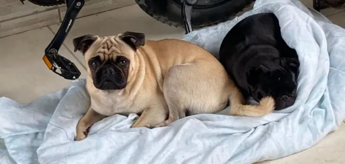 Filhotes de PUG Macho