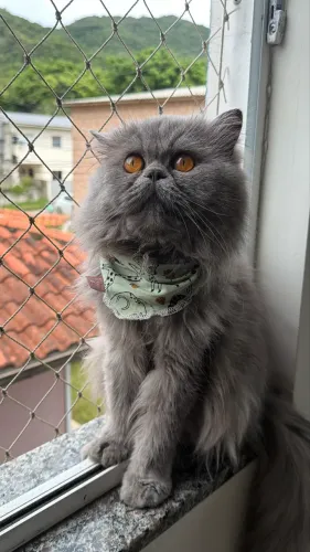 Gato persa procura namorada 