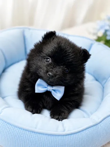 Lulu da Pomerania macho Black