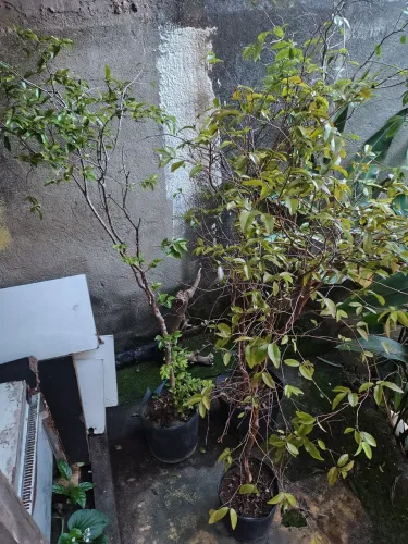 PE DE JABOTICABA 