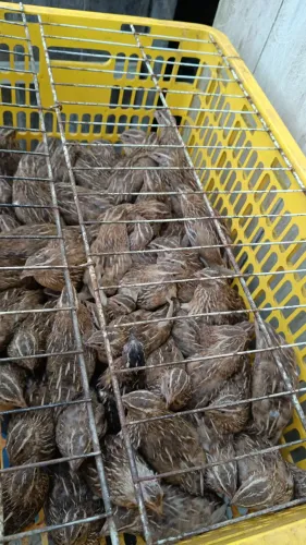 Codornas japônica ( Machos)