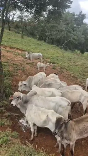 Gado Nelore - Vaca Garrote Novilha