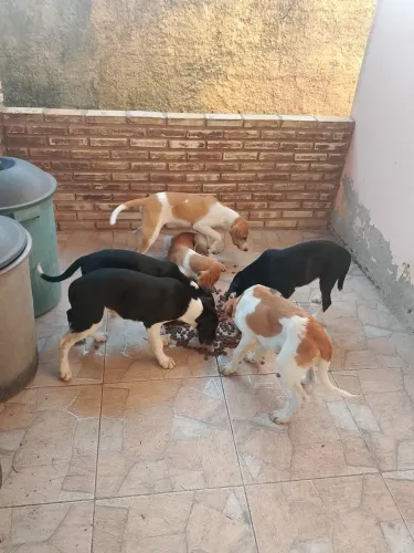 dog alemão