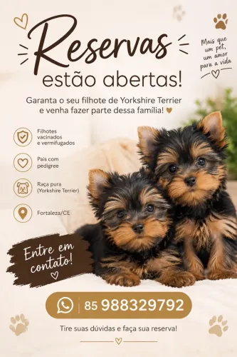 Filhotes yorkshire