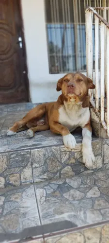 Doação de cachorro 