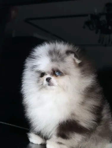 Filhotes de Spitz Alemão Anão (Lulu da Pomerânia)