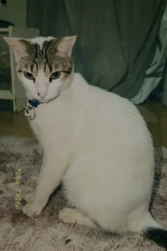 Gato macho pra adoção