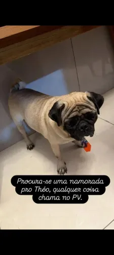 Pug