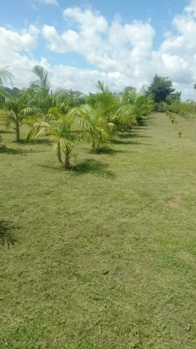 Roço Lotes e Chacaras