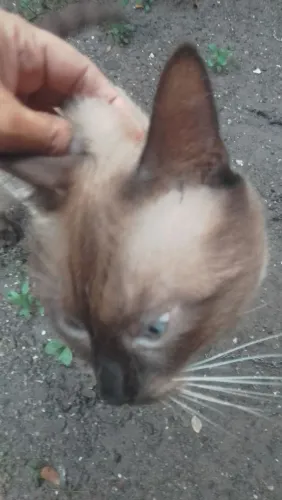 Quero doar esses 2 gatinhos