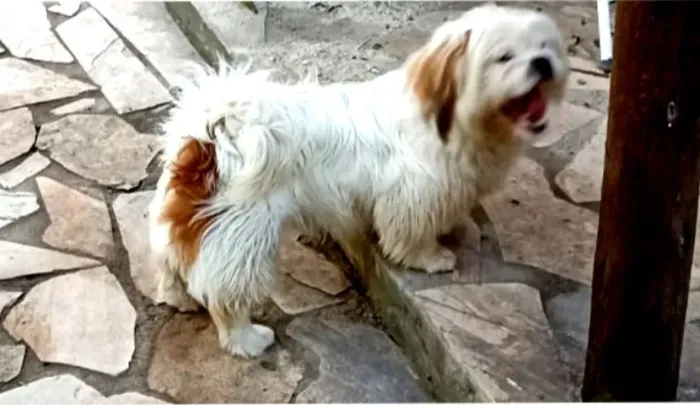 Filhote de Shih-Tzu