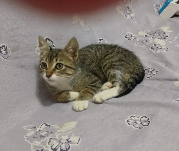 Gatinha filhote linda para adoção