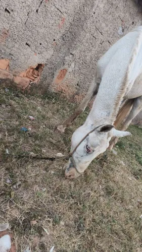 Cavalo