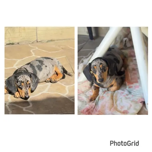 Vendo Basset fêmea alerquim