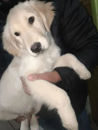 Filhote com quatro meses puro excelente linhagem golden retriver, fêmea 