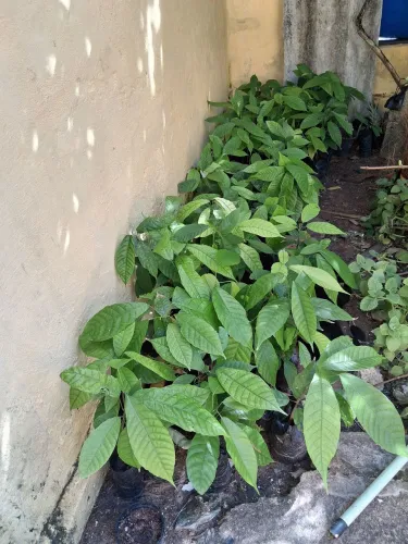 Mudas de cacau