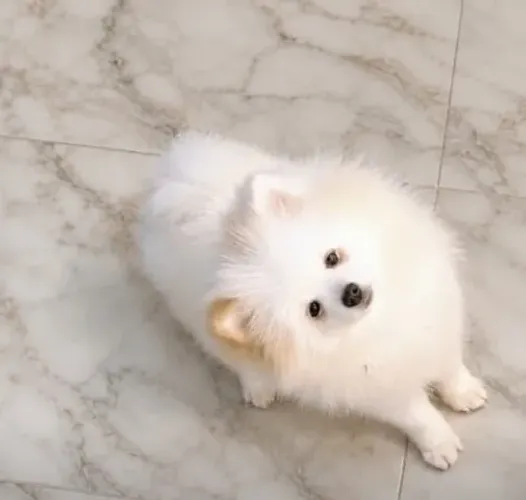 Spitz alemão Lulu da Pomerânia anão MACHO
