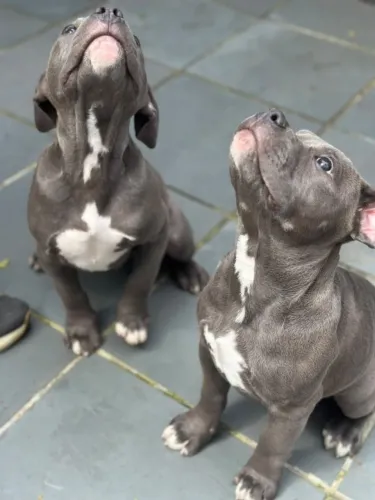 American Bully | Filhote