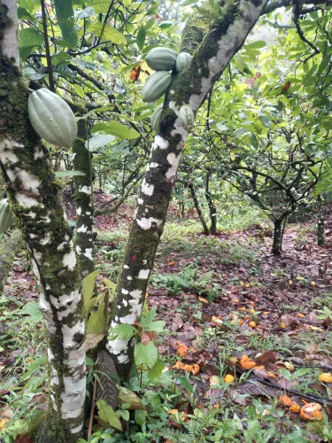 5.8 hectares documentada dentro da cidade cafundó .Oportunidade