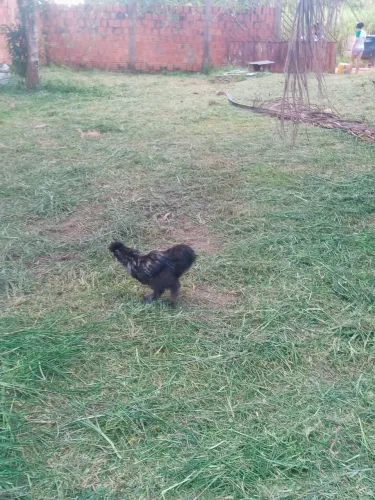 Galo da raça Sedoso