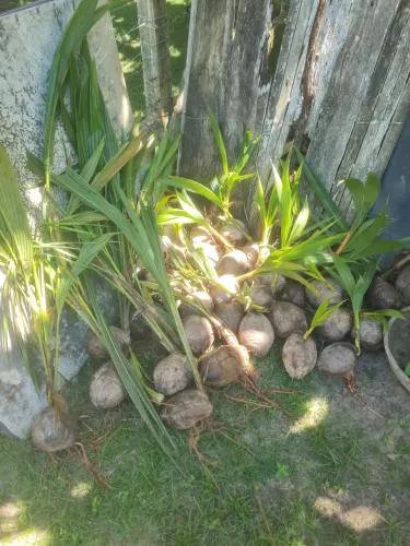 Coqueiros anão
