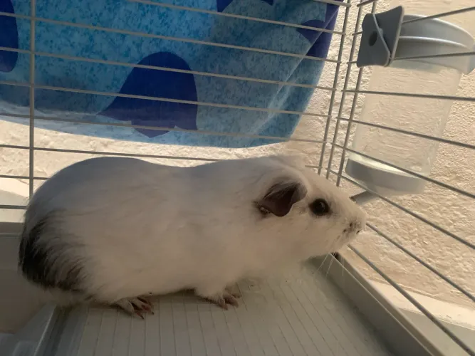 Porquinho da índia com gaiola grande