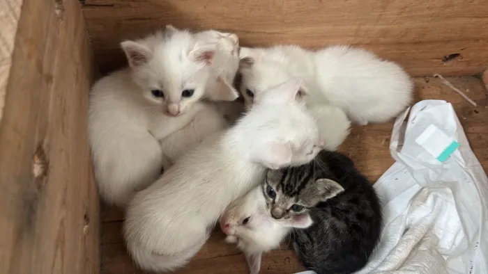 Lindos filhotes gato doação