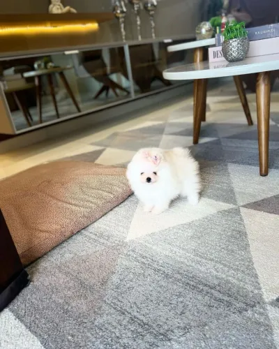Lulu da Pomerânia com pedigree CBKC 