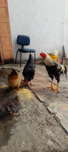Galo.