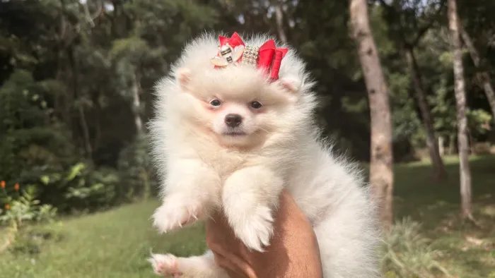 Spitz alemão Fêmea branca -criação responsável 