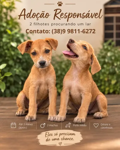Dois filhotes de caramelo para doação