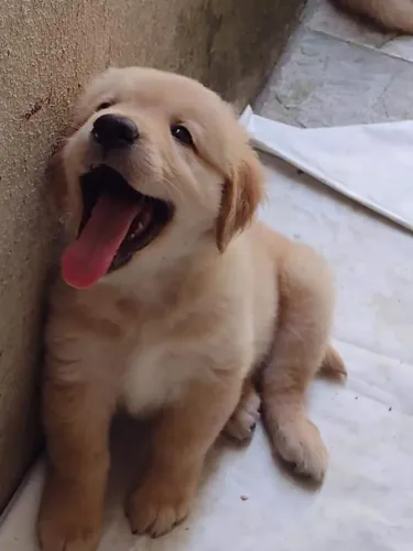 Golden Retriever Filhote Para Deixar Sua Casa Cheia de Alegria