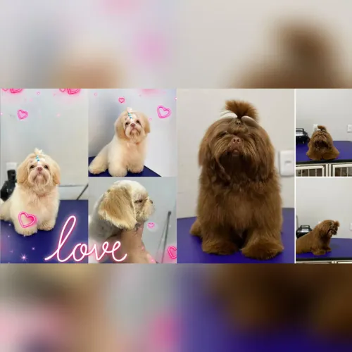 Shih tzu machos a prócura de namoradas 
