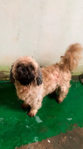 Adoaçao