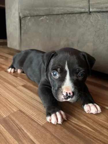 Pitmonster á venda!