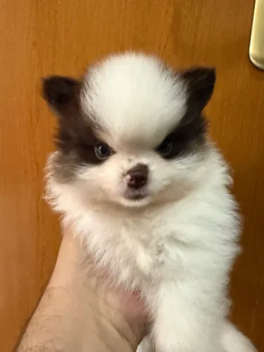 Spitz Alemão Lulu