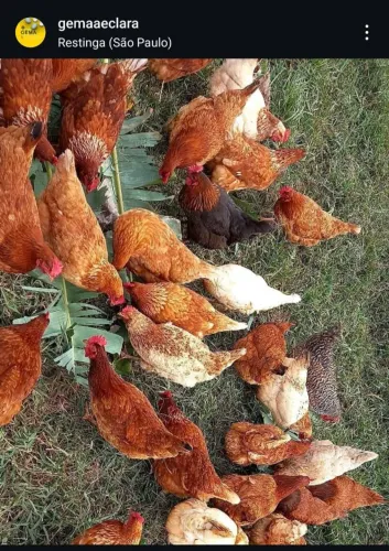 Galinhas Caipira