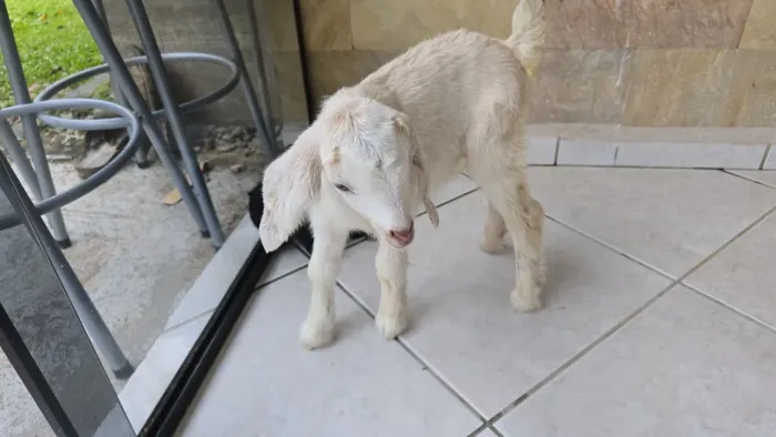 Vendo filhotes fêmeas de cabra leiteira