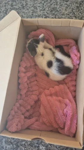 GATAS PARA ADOÇÃO 