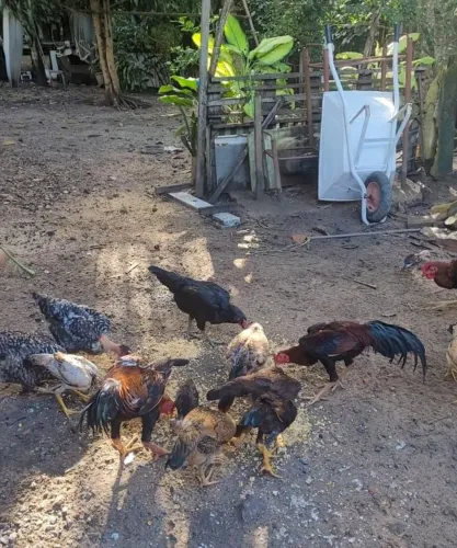 Galinhas e Galos