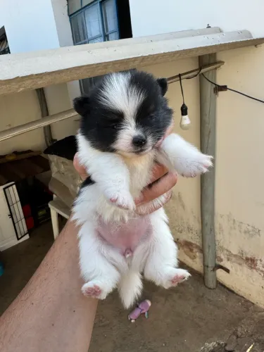 Filhotes de Lulu da pomerânia