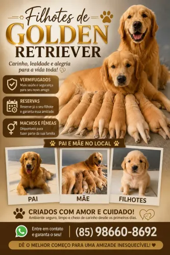 Vendo filhotes de Golden Retriever
