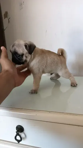 cachorro 