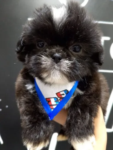 Lindos Filhotes de Shihtzu, Entrega Grátis!